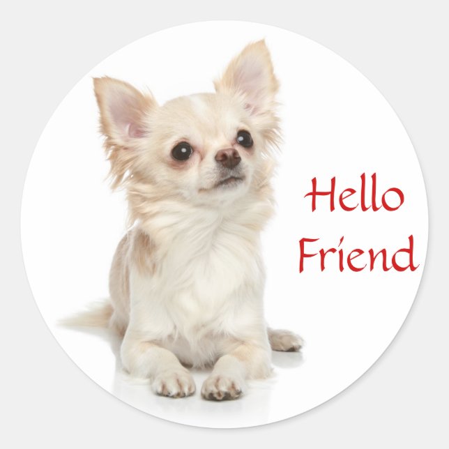 Redonda Hola amigo Long Haired Chihuahua Pegatina (Anverso)