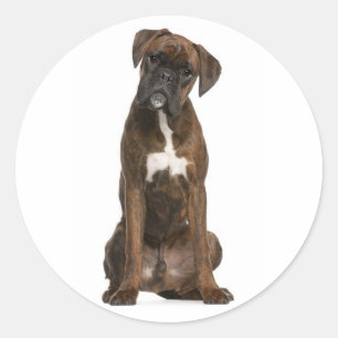 Redonda Hola / Hola Pegatina de saludo de perro cachorro B