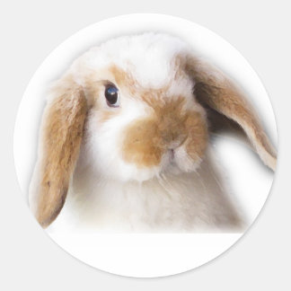 Redonda Holland Lop Pegatina