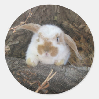 Redonda Holland Lop Pegatina
