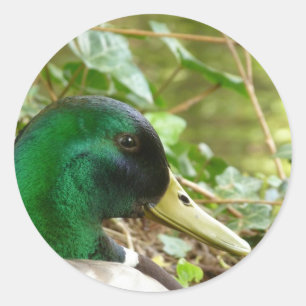 Redonda Hombre Mallard Duck Head Pegatina