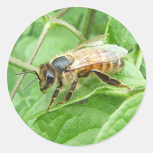 Redonda Honey Bee ~ pegatina