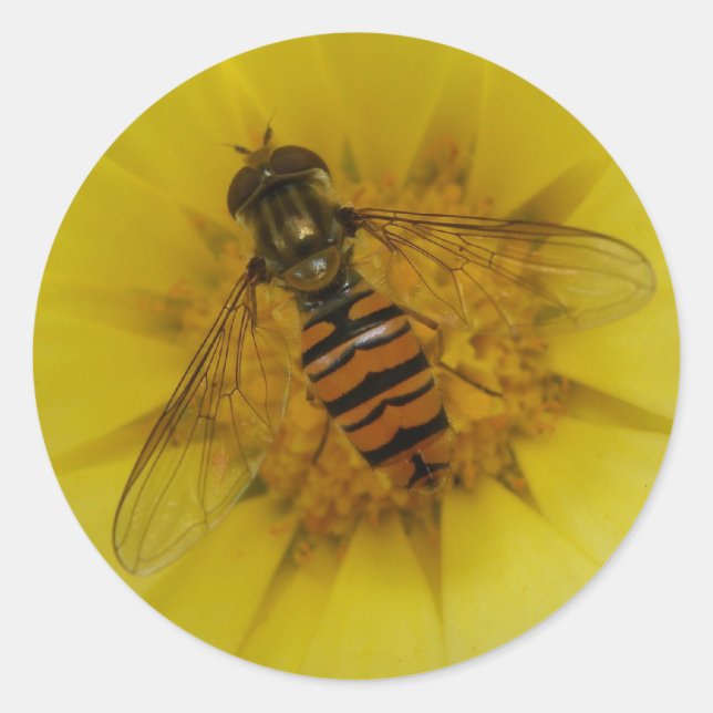 Redonda Hoverfly sobre un Pegatina de Marigold (Anverso)