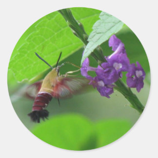 Redonda Hummer Moth Vervain Pegatina