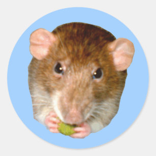 Redonda Hungry Rat Pegatina