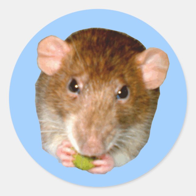 Redonda Hungry Rat Pegatina (Anverso)