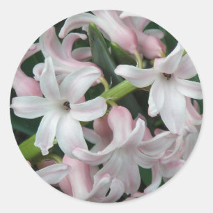 Redonda Hyacinths Pegatina