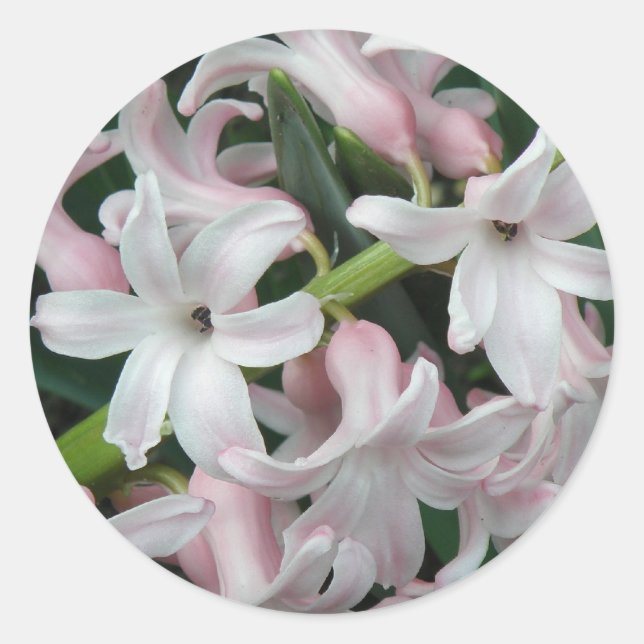 Redonda Hyacinths Pegatina (Anverso)