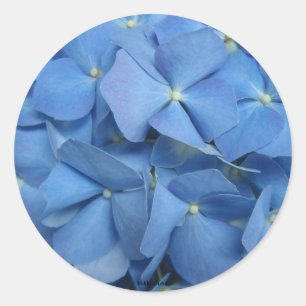 Redonda Hydrangea Pegatina
