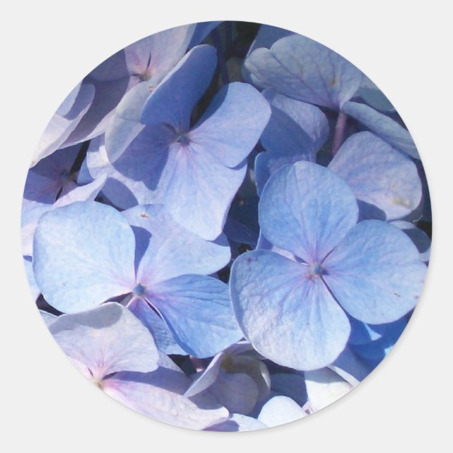 Redonda Hydrangea Pegatina (Anverso)