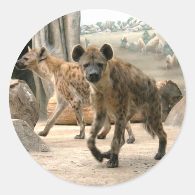 Redonda Hyena Toma Una Mirada Pegatina (Anverso)