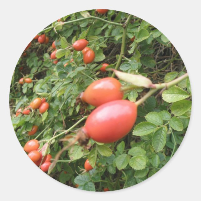 Redonda Juicy Red Rose Hips Pegatina (Anverso)