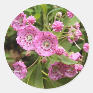 Redonda Kalmia 104 ~ pegatina