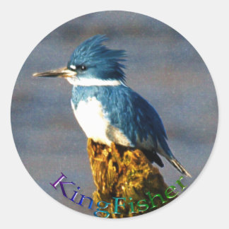 Redonda Kingfisher Bird Wildlife Pegatina