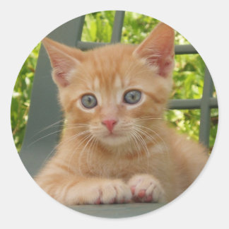 Redonda Kitten Dax Pegatina