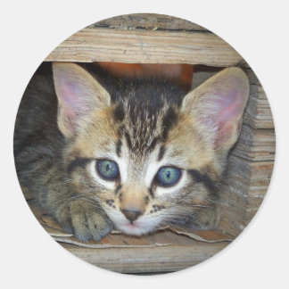 Redonda Kitten Pegatina