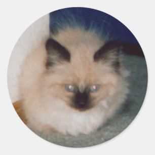 Redonda Kitten Pegatina