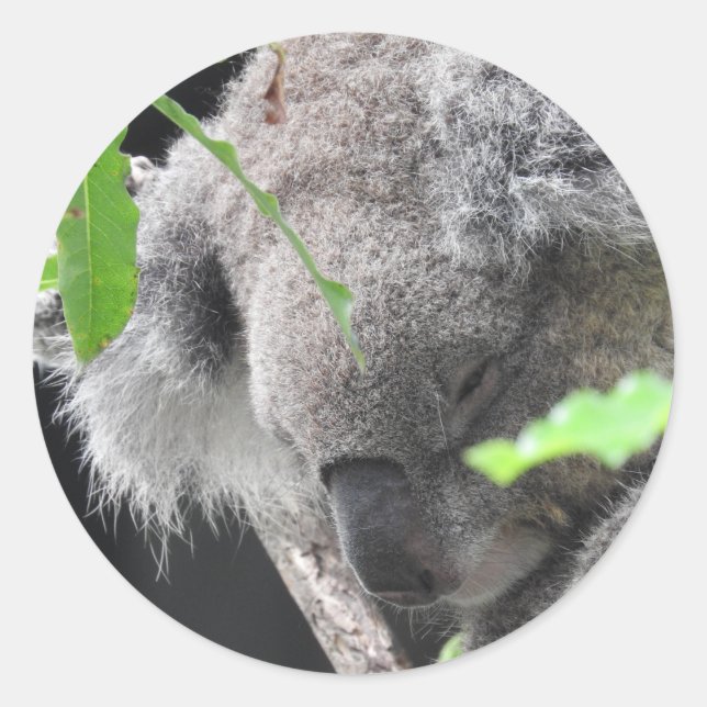 Redonda Koala Pegatina (Anverso)