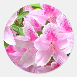 Redonda La azalea florece pegatina