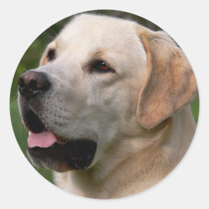 Redonda Labrador amarillo recuperador Pegatina de perro pi