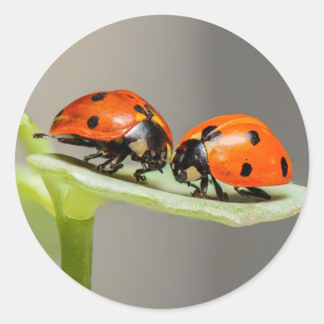 Redonda Lady Bugs Round Pegatina (Anverso)