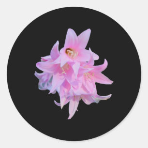 Redonda Lady Flowers (belladonna Lily) Whitebg Pegatina
