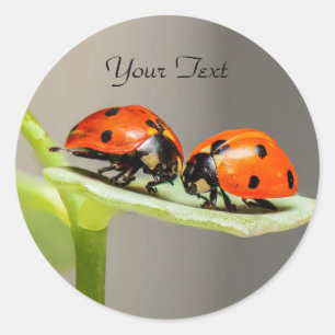 Redonda Ladybugs Beetles Classic Round Pegatina