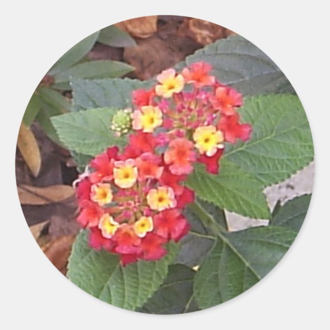 Redonda Lantana Blooms Pegatina (Anverso)