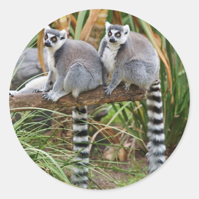 Redonda Lemurs Pegatina (Anverso)