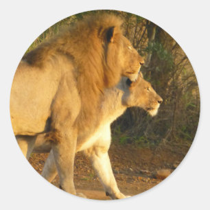 Redonda león pegatina
