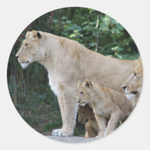 Redonda león pegatina