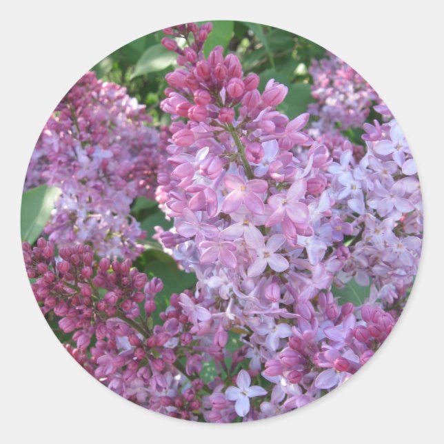 Redonda Lilac Pegatina (Anverso)