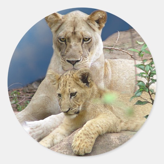 Redonda Lioness y Pegatina de Cub (Anverso)