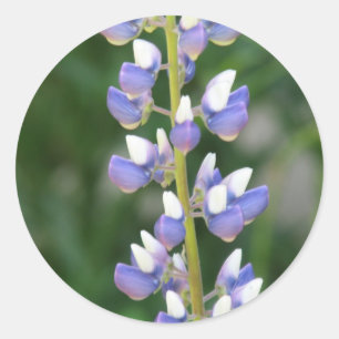 Redonda Lupine Pegatina