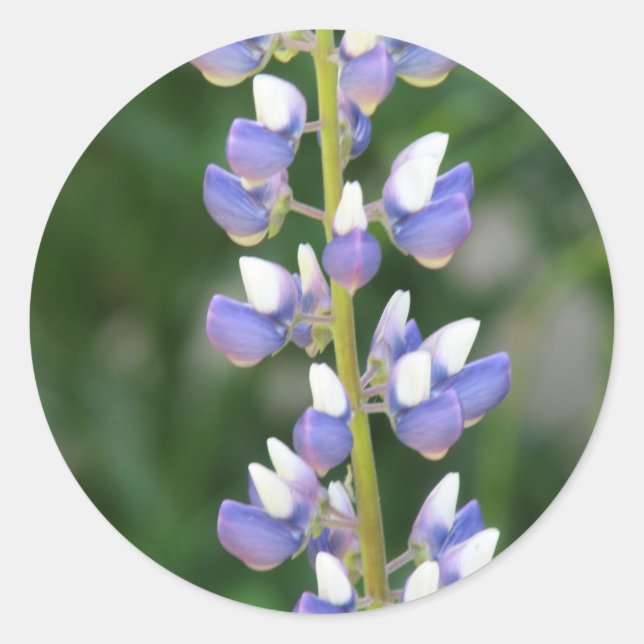 Redonda Lupine Pegatina (Anverso)