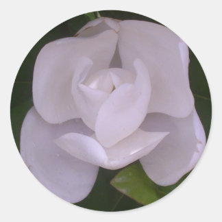 Redonda Magnolia Pegatina