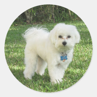 Redonda Maltipoo Pegatina