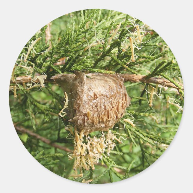 Redonda Mantis ~ pegatina emergente (Anverso)