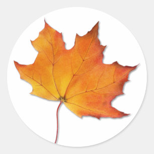 Redonda Maple Leaf Pegatina