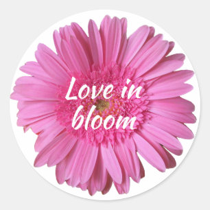 Redonda Margarita rosada de Gerber con el pegatina del