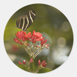 Redonda Mariposa en el pegatina real de Poinciana