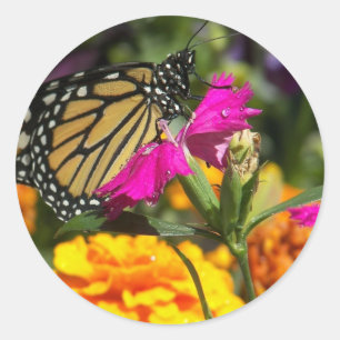Redonda Mariposa monarca sobre pegatina de mariscos rosado