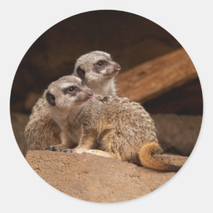 Redonda Meerkat Round Pegatina