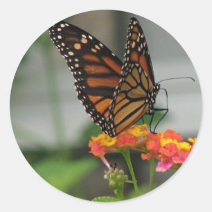 Redonda Monarca en el Pegatina Lantana