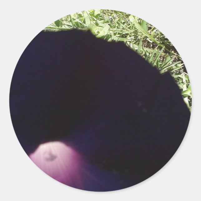 Redonda Morado morado morado Pegatina de flores de gloria (Anverso)