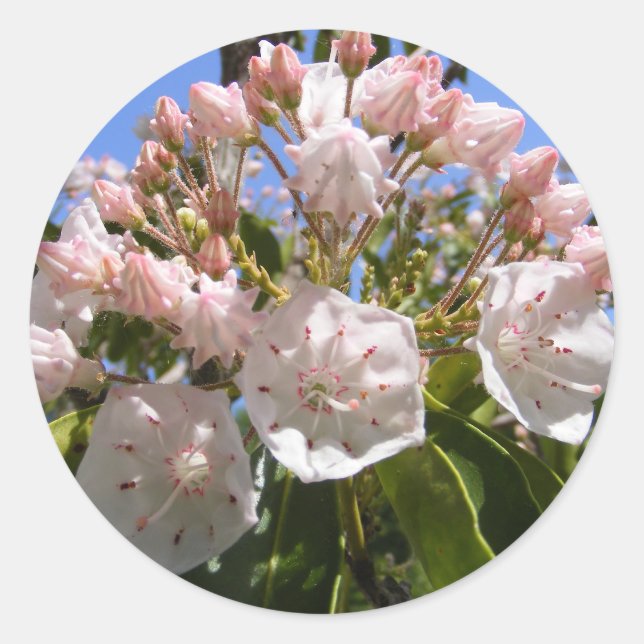Redonda Mountain Laurel 46 ~ pegatina (Anverso)