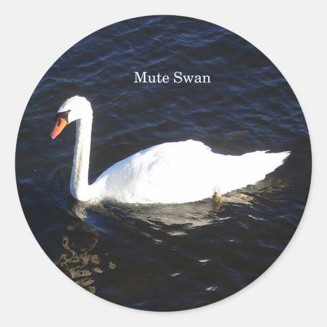 Redonda Mute Swan pegatina (Anverso)