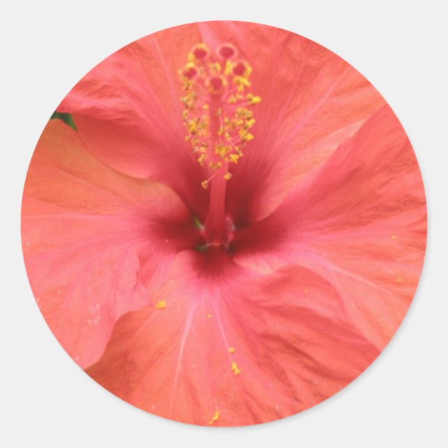 Redonda Naranja Hibiscus Flower Macro Pegatina (Anverso)