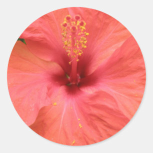 Redonda Naranja Hibiscus Flower Macro Pegatina