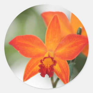 Redonda Naranja Orquídea Pegatina